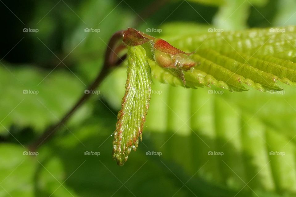 Close-up of new leaves