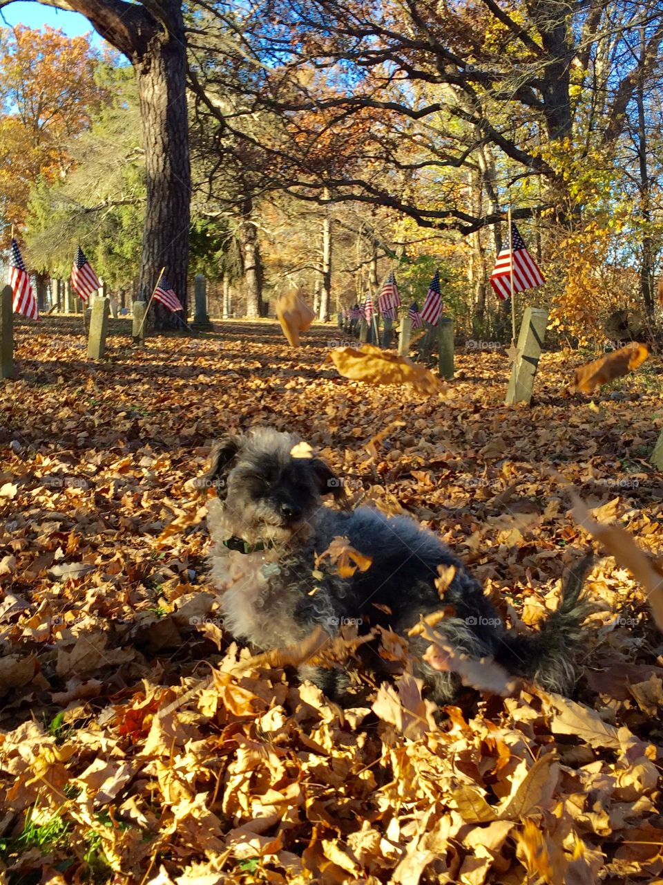 Playing in the Leaves