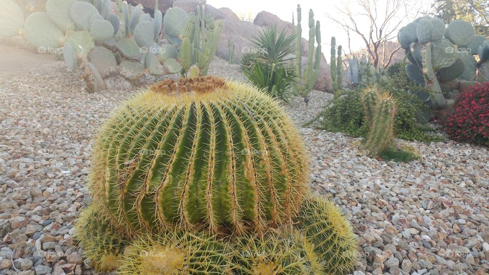 cacti in the evening