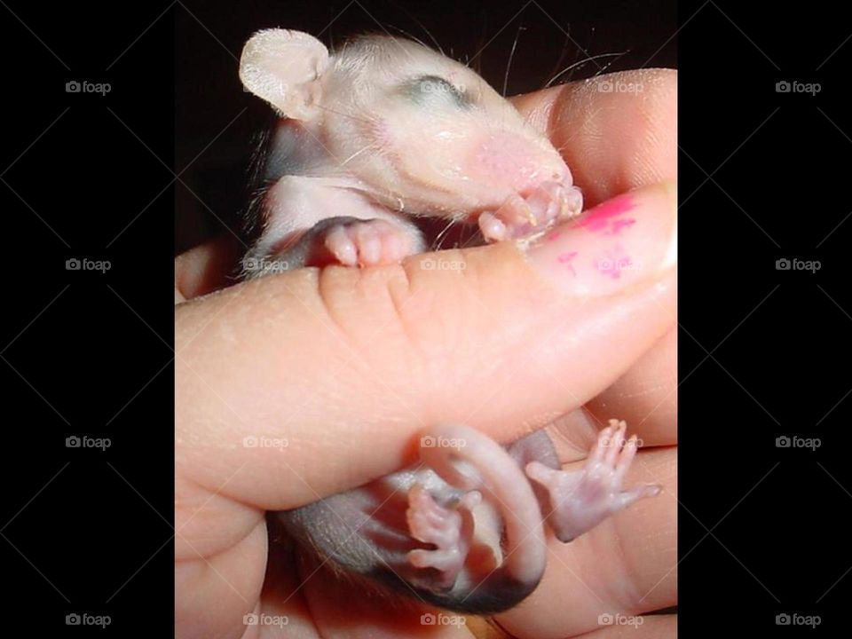 Baby Possum