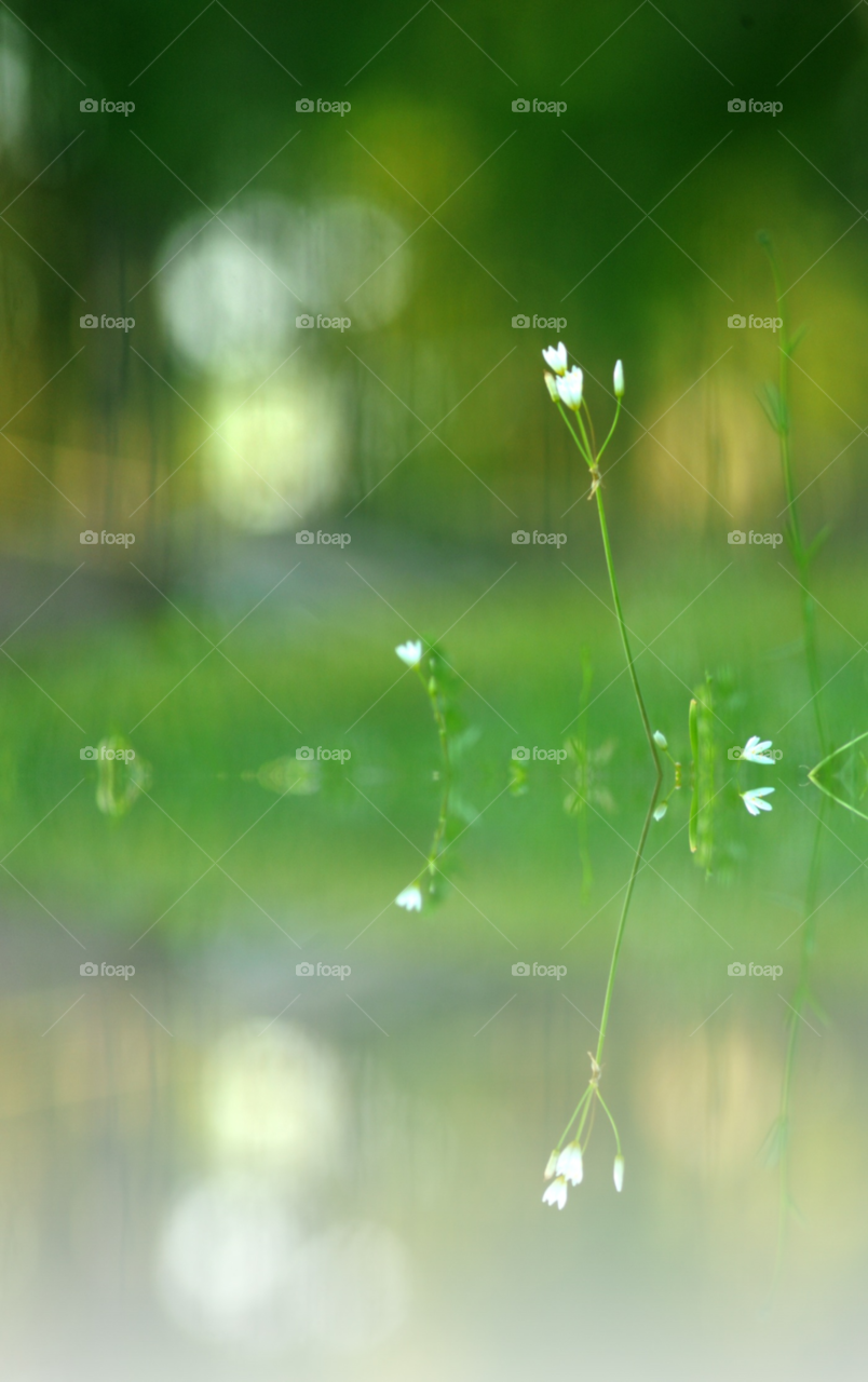 flowers flower reflection beautiful by lightanddrawing