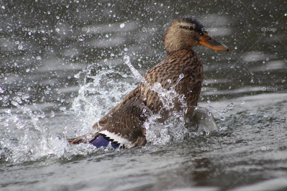Duck splash