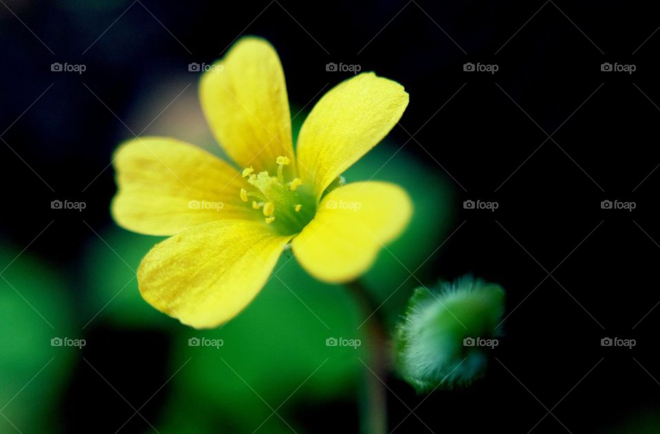 yellow Flower  | little
🌸