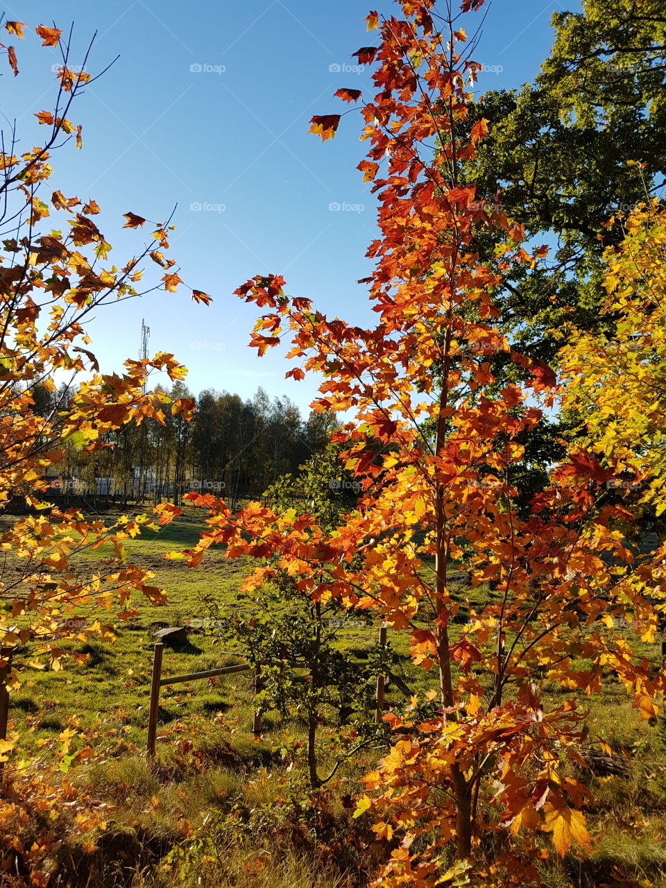 Colorful trees in autumn