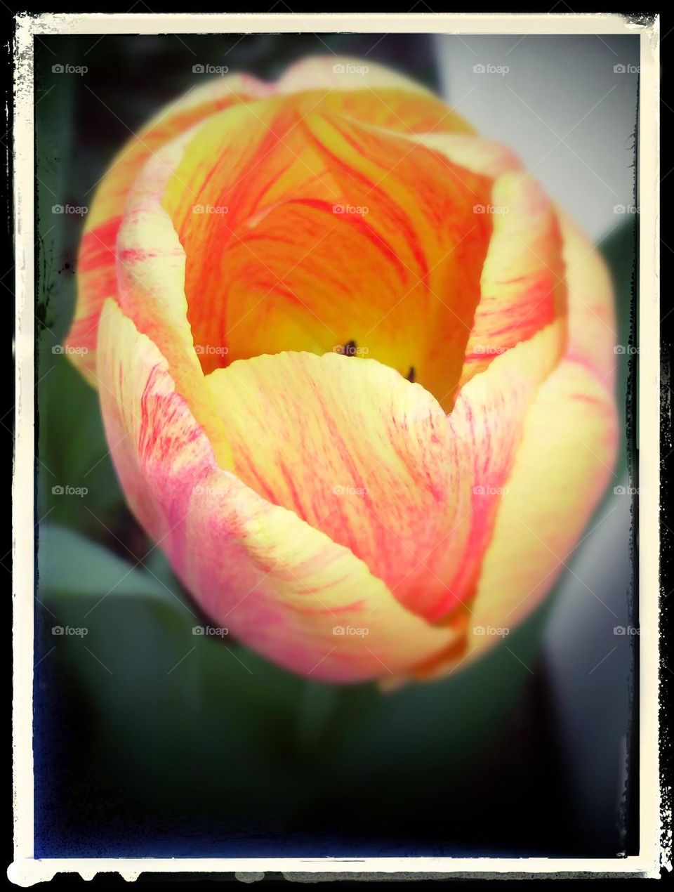 Fiery sunset orange and yellow Tulip budding in Spring, brightening the afternoon with its vibrant colors.