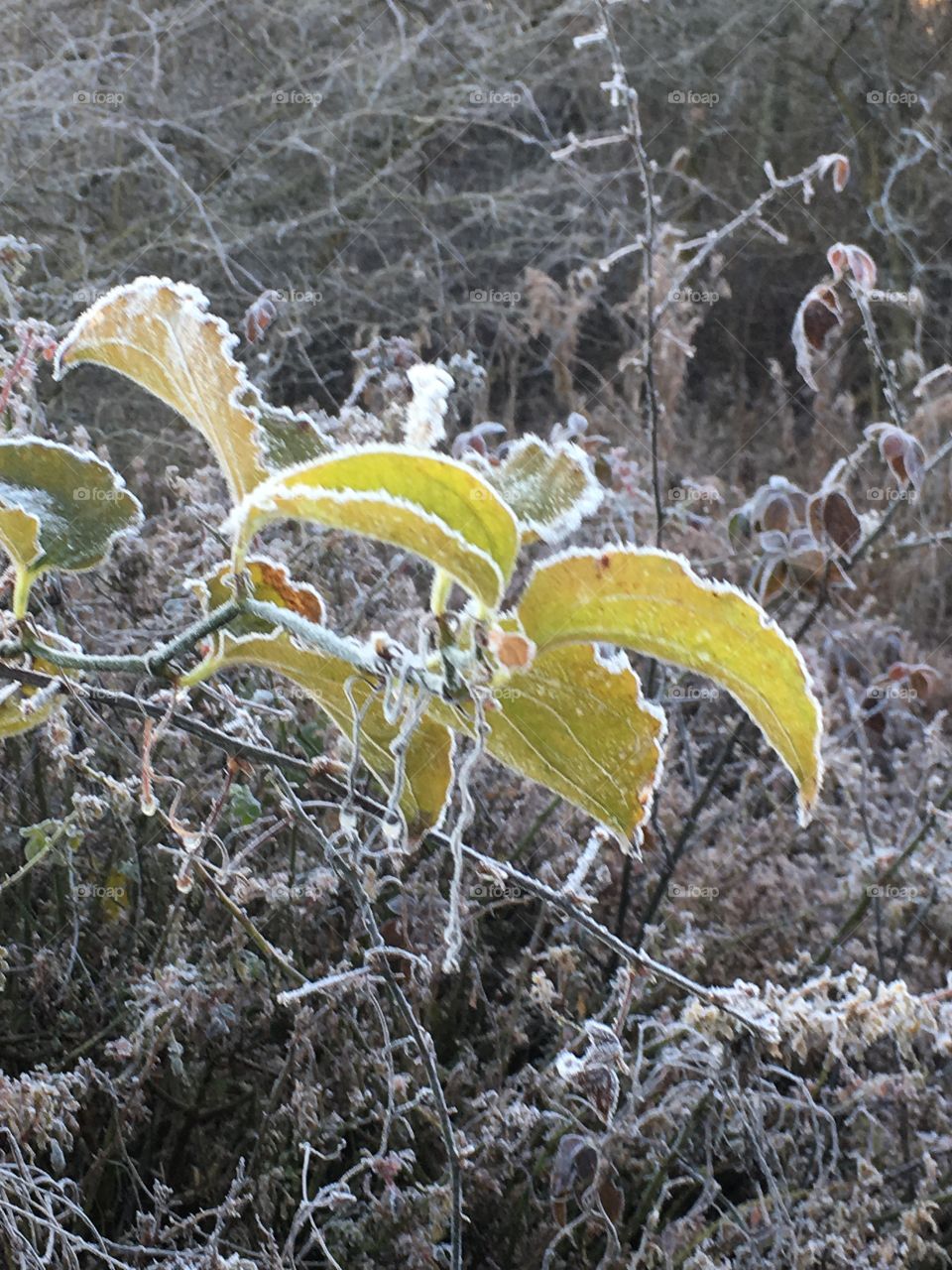Frosted Foilage
