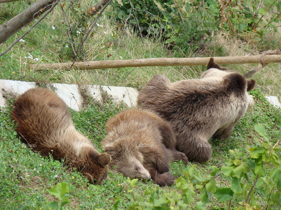 bears are resting
