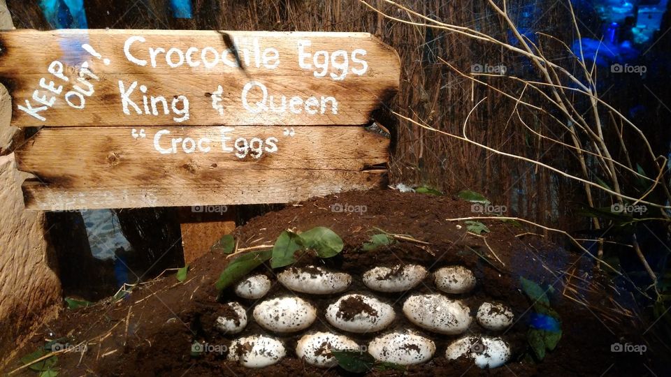 Crocodile Eggs