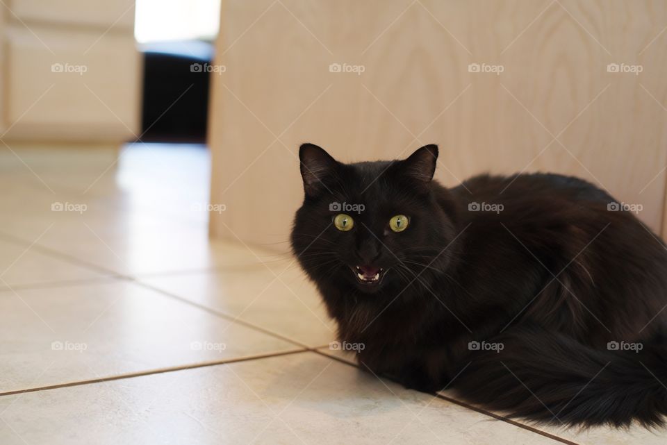 My cat letting me know it's his lunchtime.