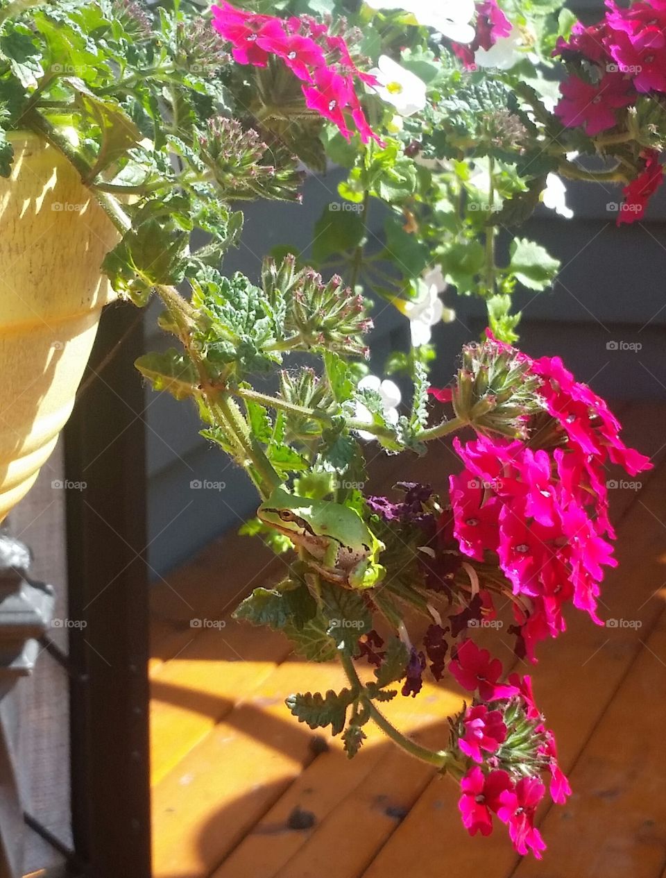 Frog perch. Tree frog enjoying Bacopia 