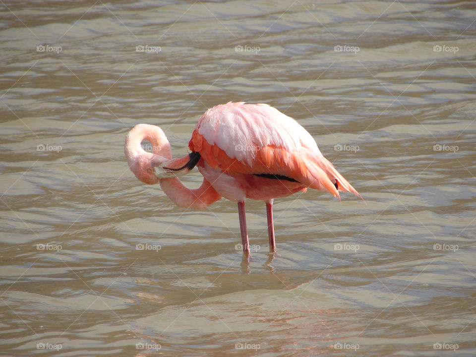 nature pink lake bird by yotitoti