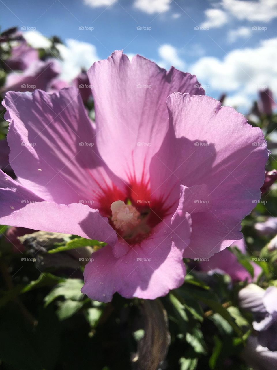 Blooming hibiscus 