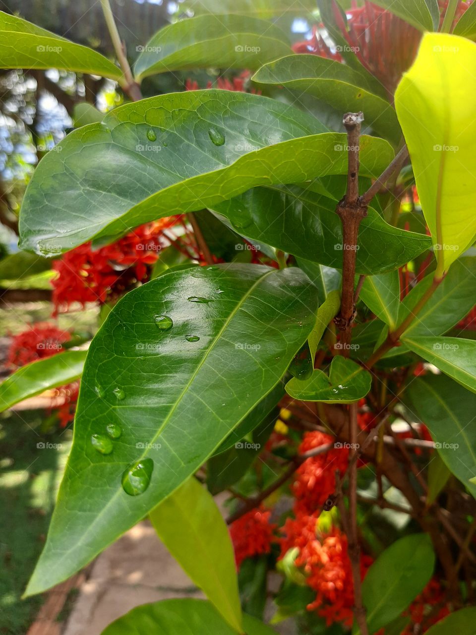 Raindrops evaporating with the strong summer sun.