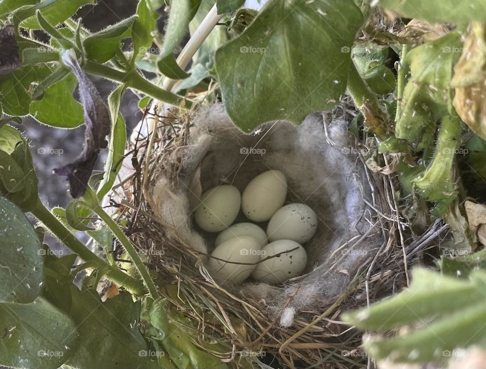 Eggs in a nest 
