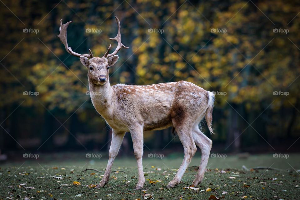 Beautiful skika deer