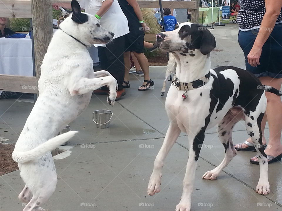 Doolie standing up to be face-to-face with the Great Dane.
