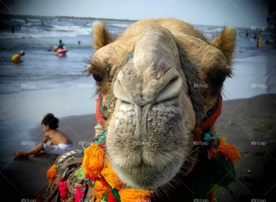 Sonia the camel 🐫 ♥