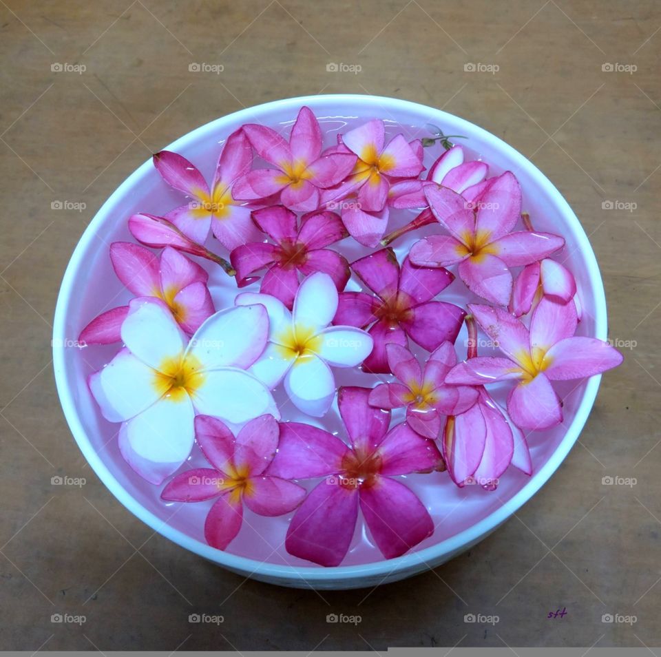 The flowers of Plumeria spread their fragrance in the air, their colors also have  a good mood to people.