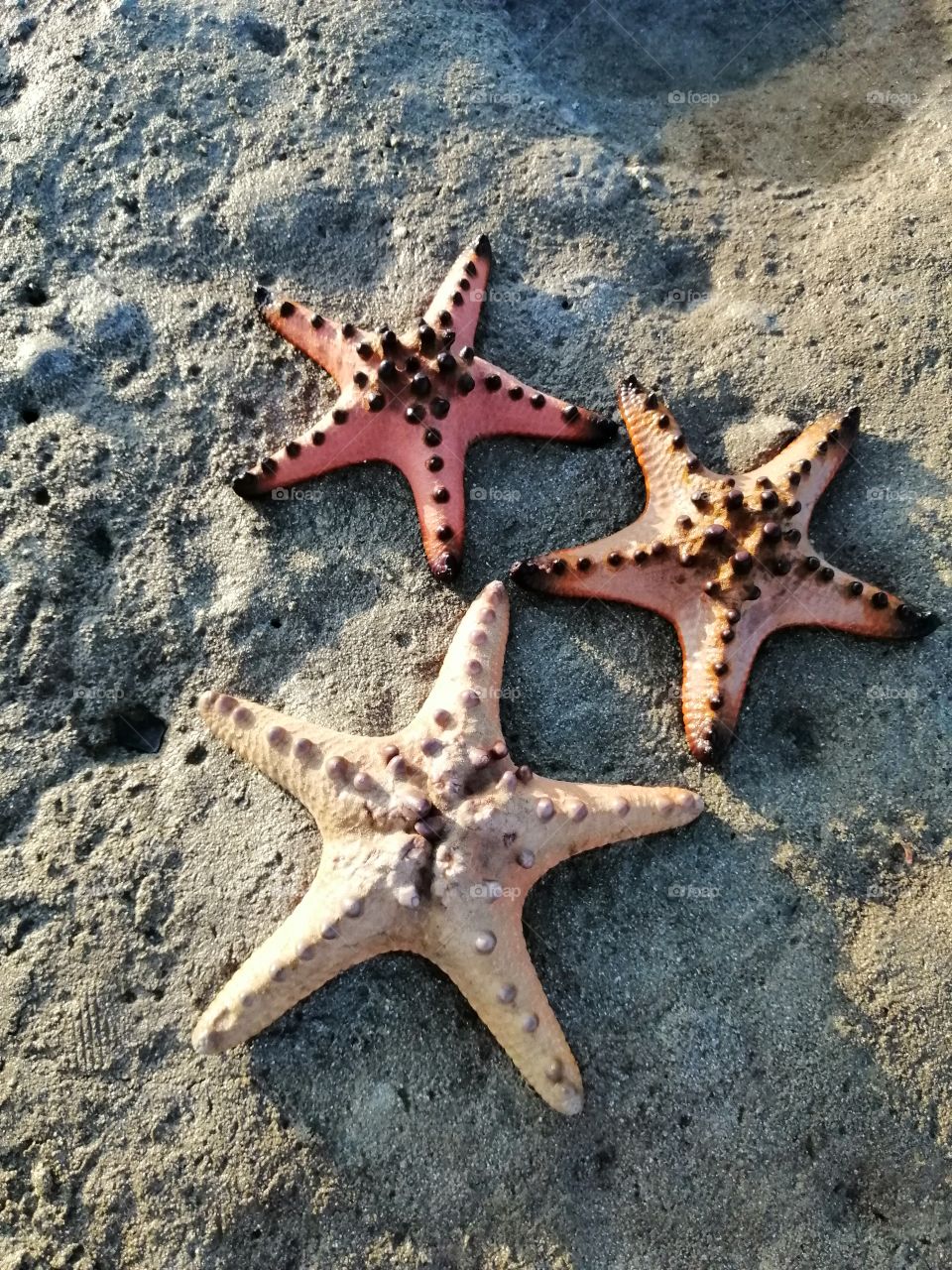 Starfish.