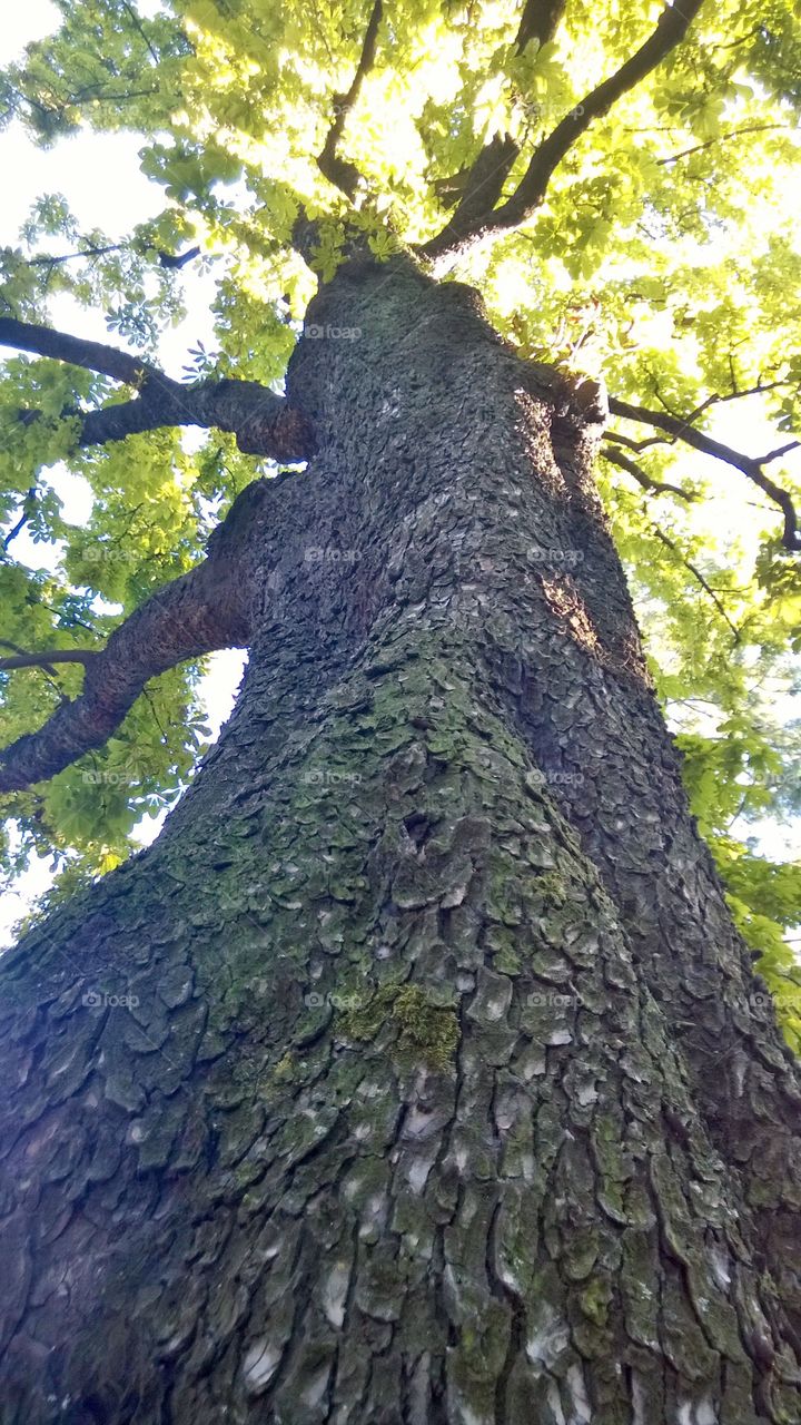 Grande albero