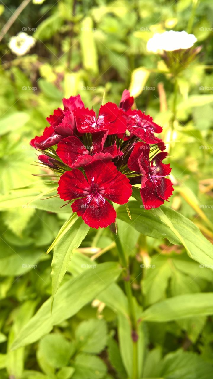 Red flowers