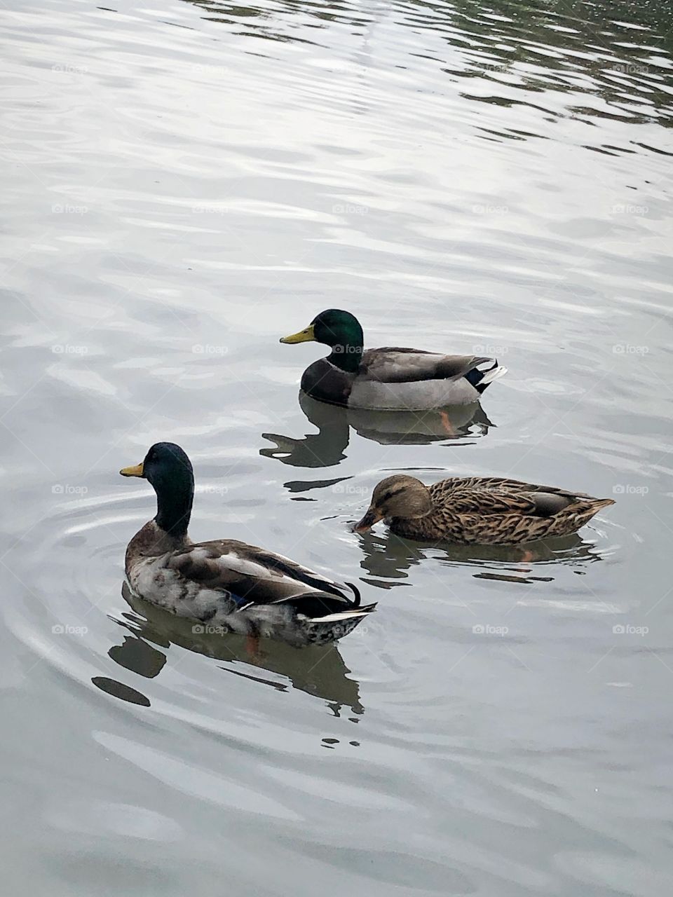 3 mallard ducks swimming at a local park 