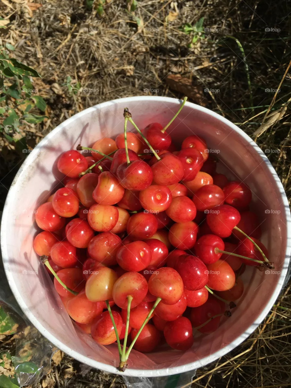 Fruit!