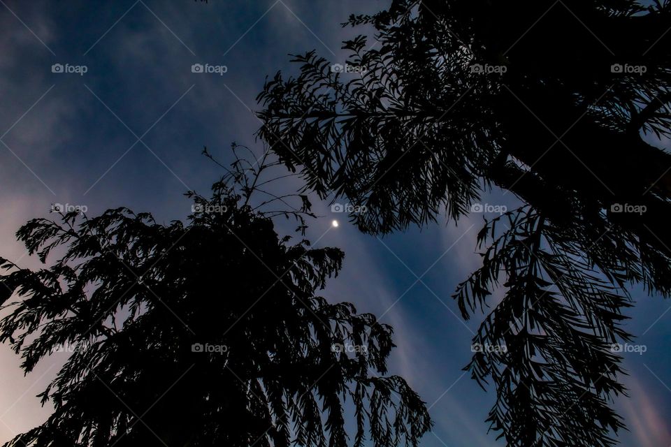 moon view between trees