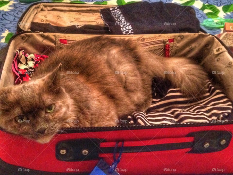 Not happy that I'm leaving. Kitty in a suitcase