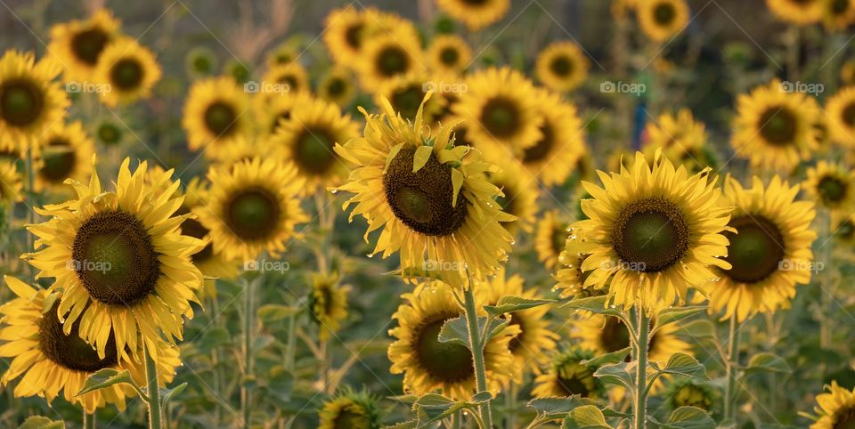 Beautiful sunflower field