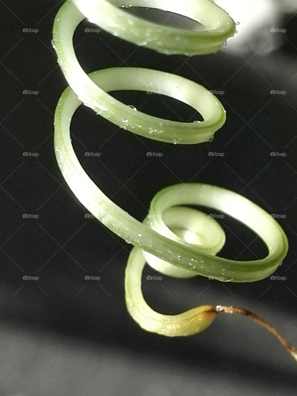 Tendril of bitter gourd
