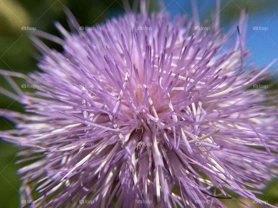 Thistle, close up, background 