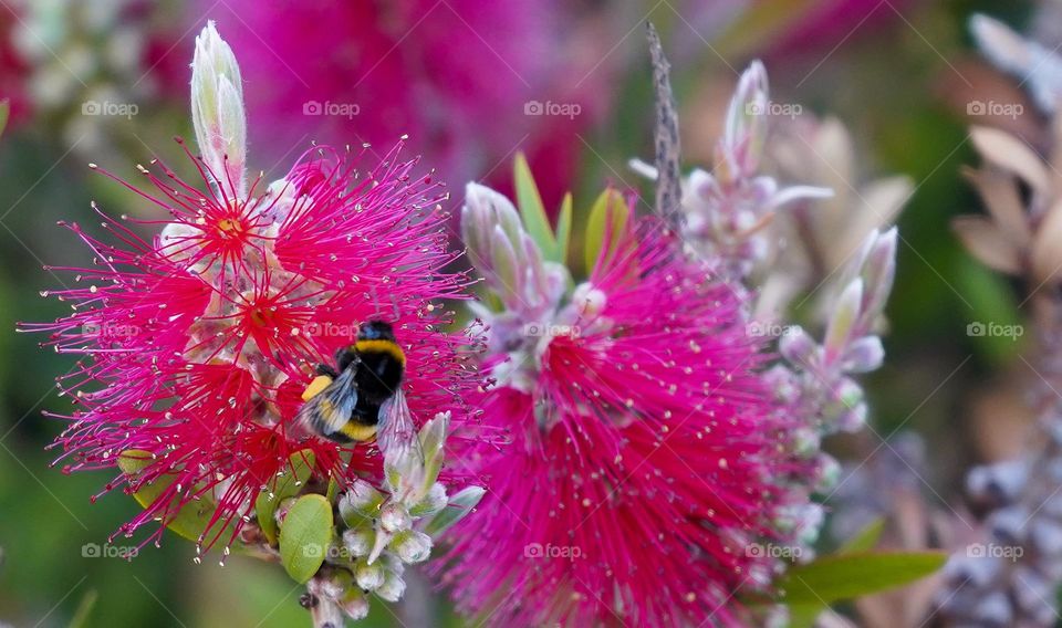 bumblebee collecting pollen on flowering bottlebrush plant in summer