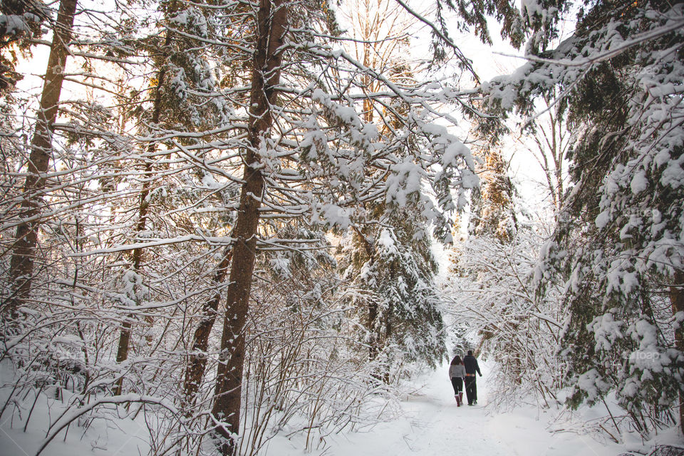 Walking though a cold wintery forest