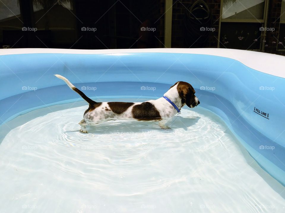dog pool summer