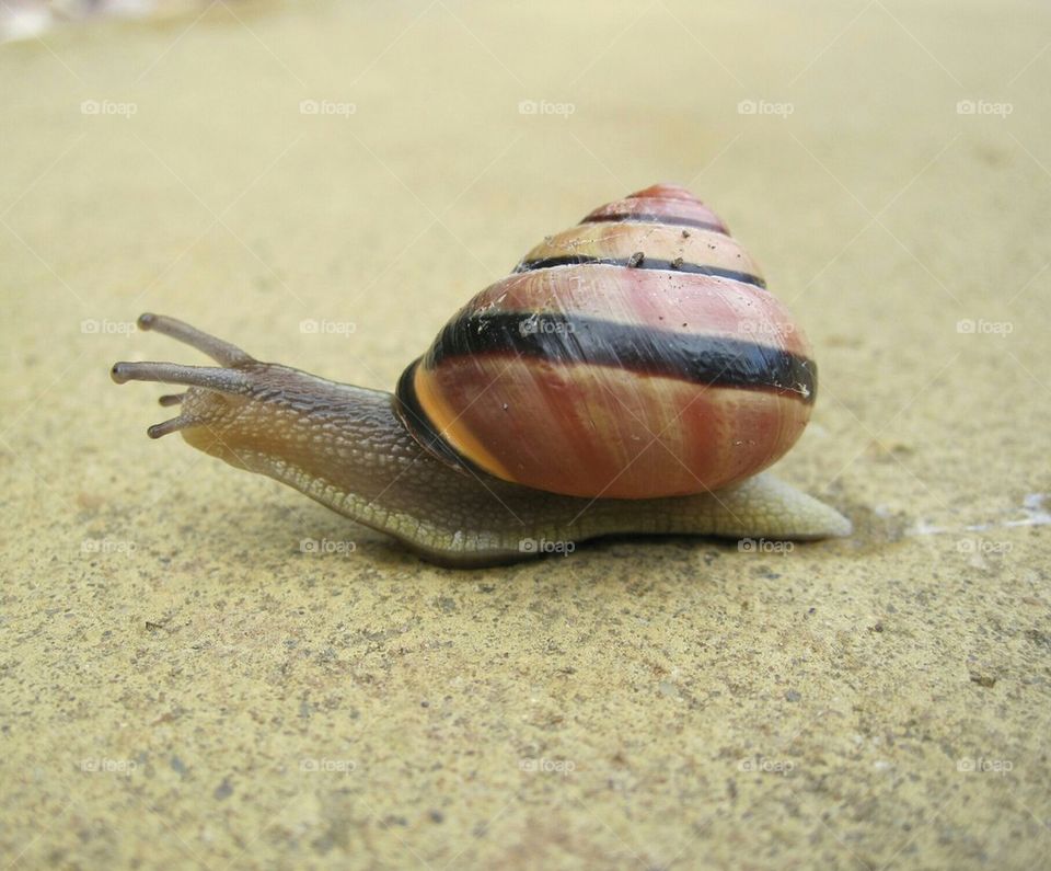 English Snail