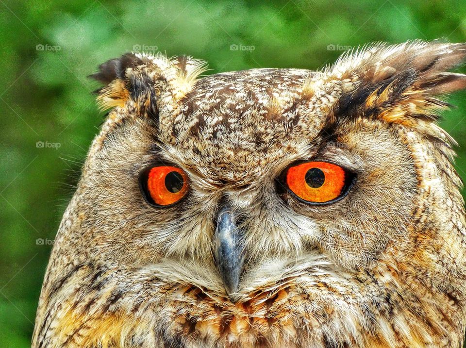 Piercing Gaze of a Great Owl