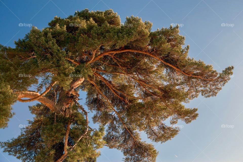 View if branches of pine tree against blue sky