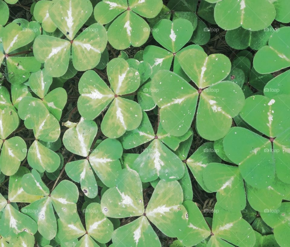Clover leafs