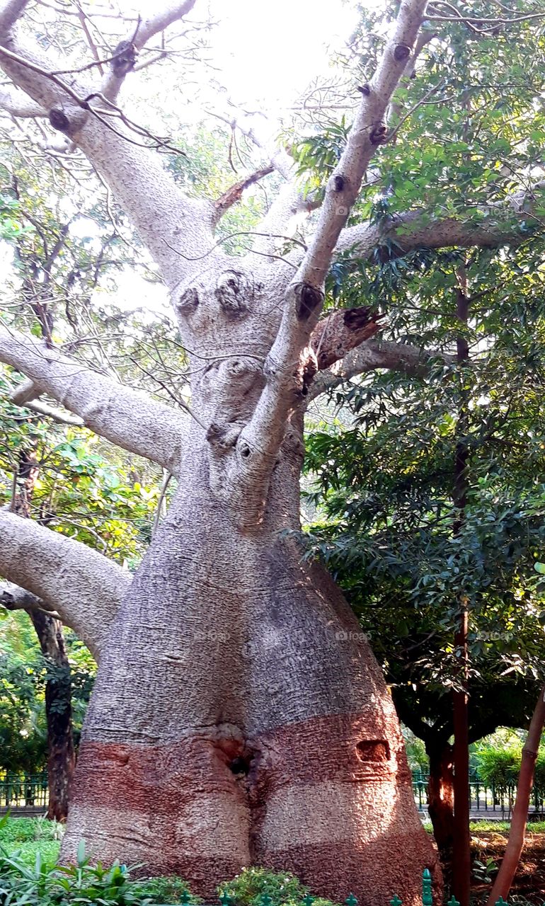 baobab in mumbai zoo