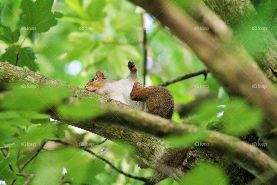 Grey Squirrel . Grey Squirrel caught scratching on a hot summer day !