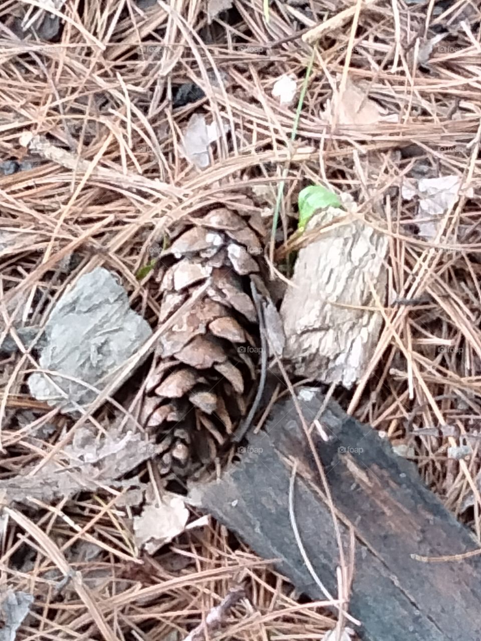 pine cone