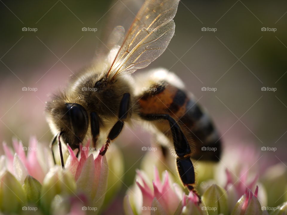 close up of a busy bee