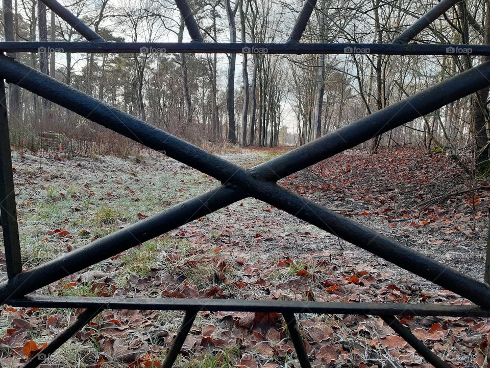 View between a fence of a forest