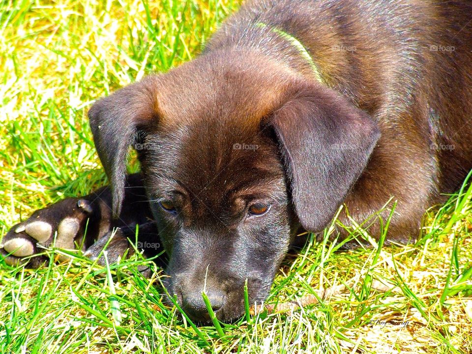 Black Labrador Retriever Puppy