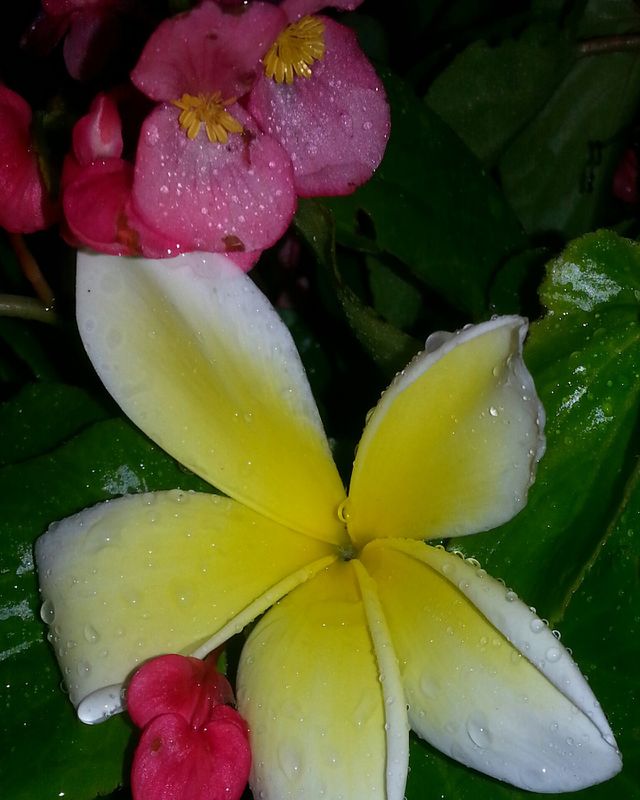 flowers and rain