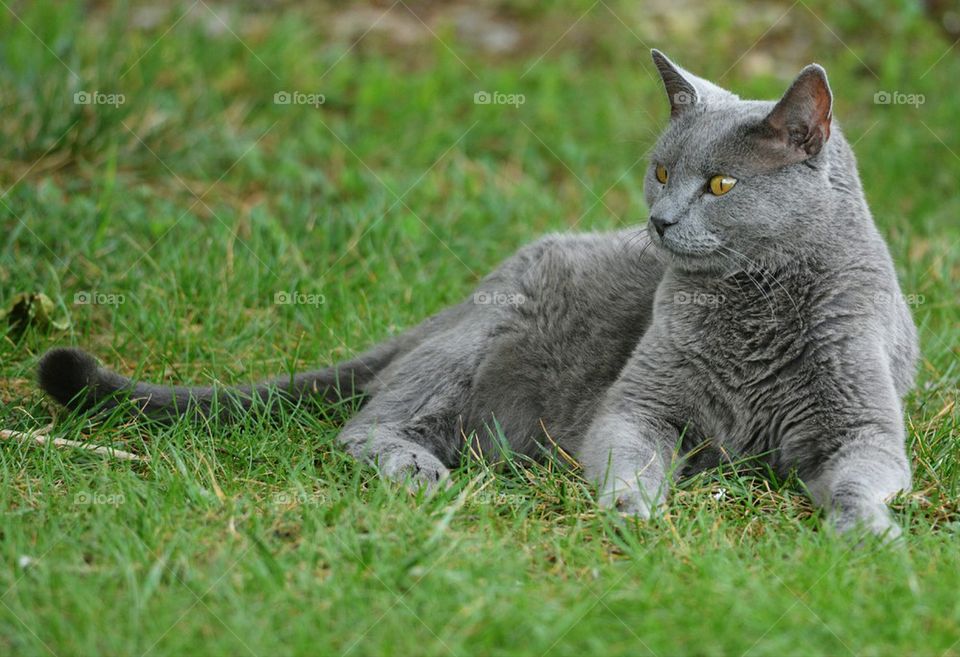 Gray cat in grass