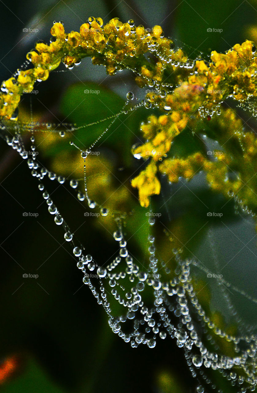 A macro photograph of morning dew on a web of a ragweed plant!