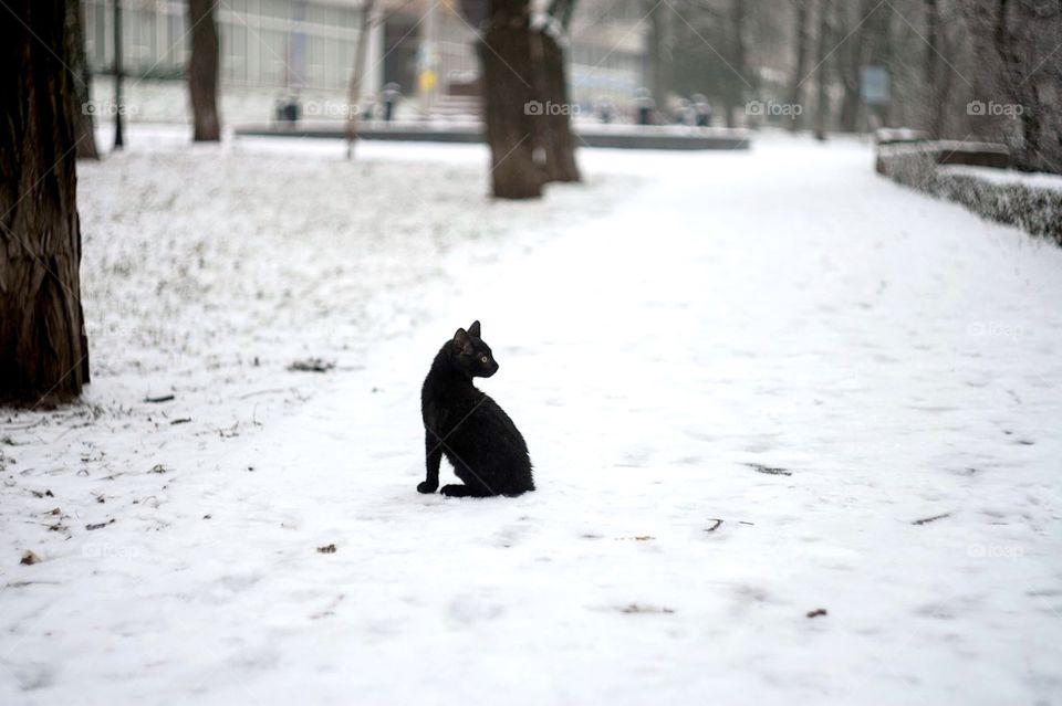 black cat enjoy snow 