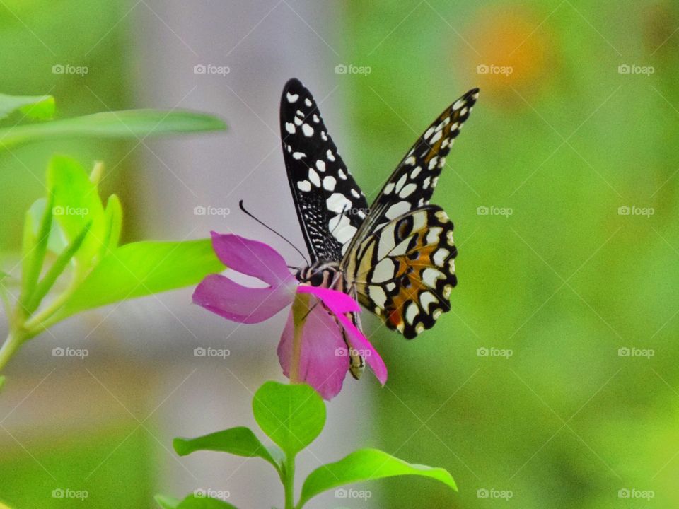 Butterfly and flower . butterfly and flower 